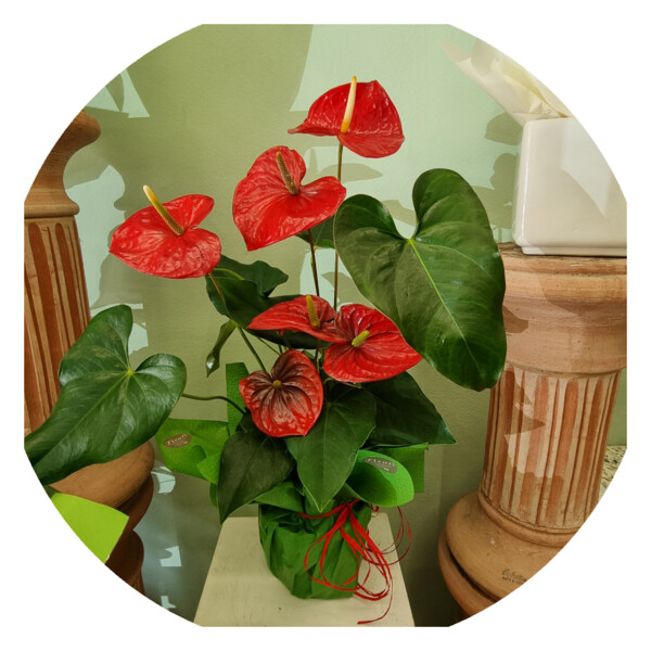 Pianta Anthurium rosso