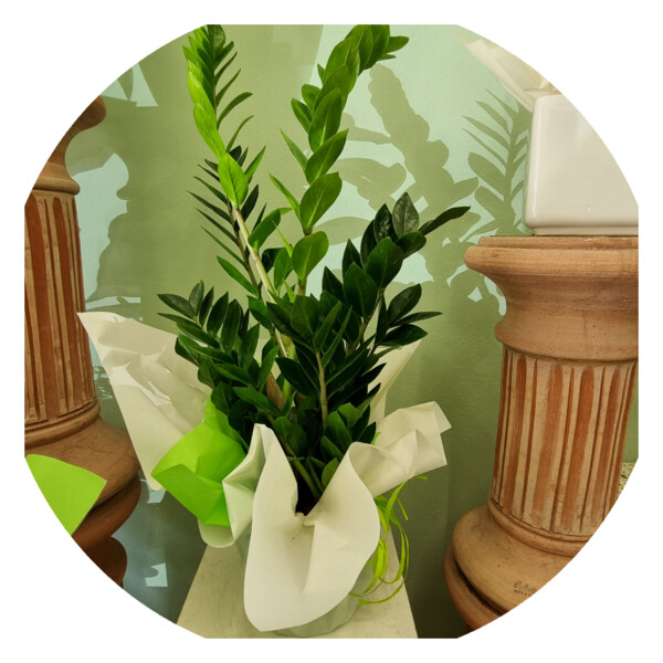 Zamia