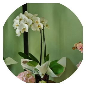 Phalenopsis Orchidea bianca 