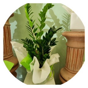 Zamia Pianta di Zamia